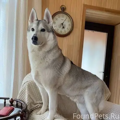 Пропал Лорд, Тульская область