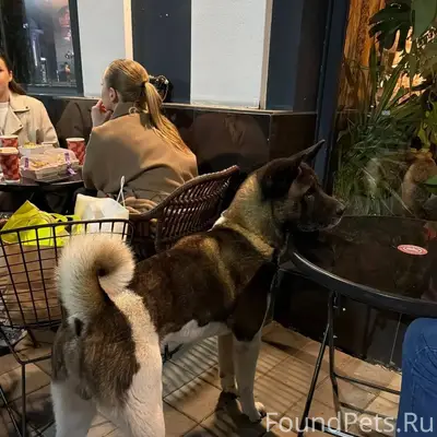 Найден пёс американская акита, Краснодар