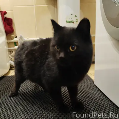 Найдена кошка, Конева