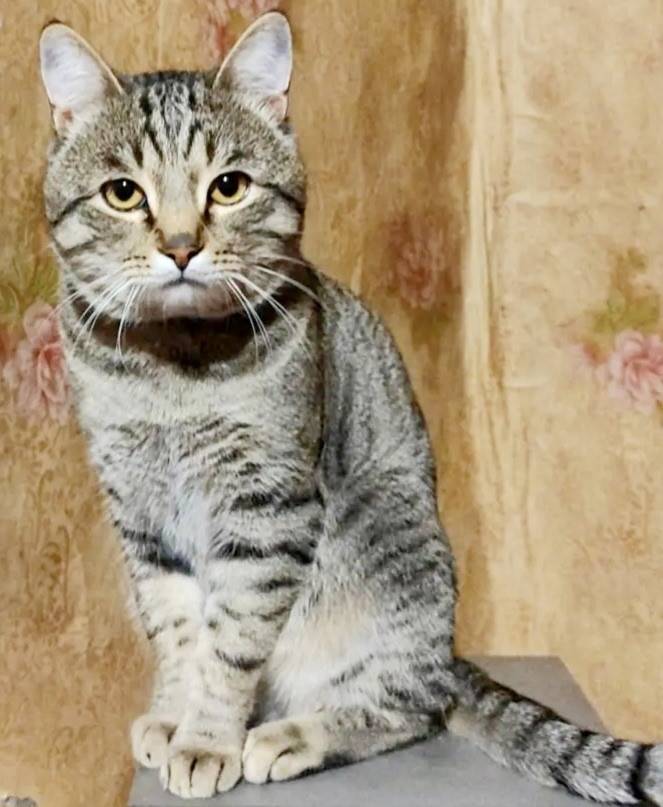 Пропал кот Барсик или Бася, улица Дзержинского