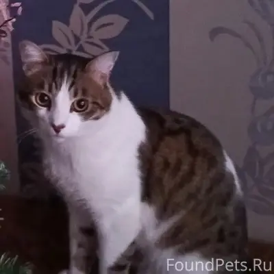 Пропал кот, Ленина,10