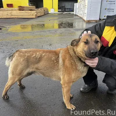 Найден рыжий кобель в ошейнике, Большие Брусяны