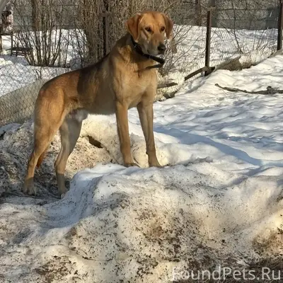 Найден кобель русской гончей, Коломенский район