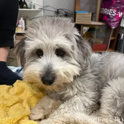 Пропал серый пес Тедди, Семеновка