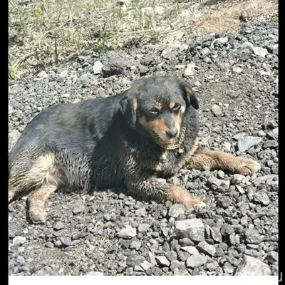 Пропала собака, район кирпичного завода