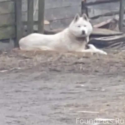 Найден белый пёс, Утинская улица