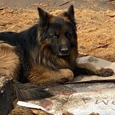 Найденна овчарка, район Демы, Уфа