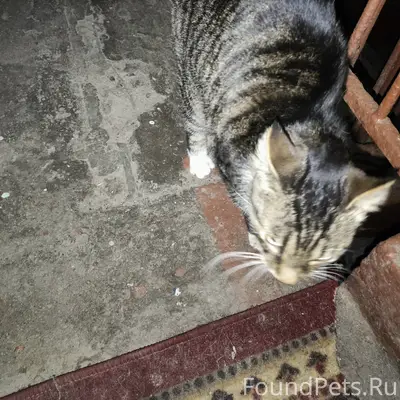 Найден кот, ул. Демьяна Бедного