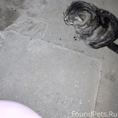 Найден кот, Завокзальный район