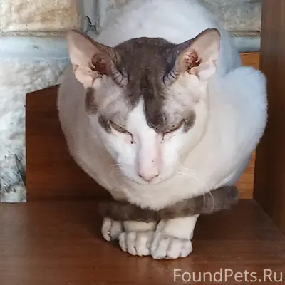 Найден ориентал, Калининского, 275-в