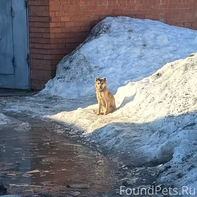 Найден щенок с ошейником, Южный район