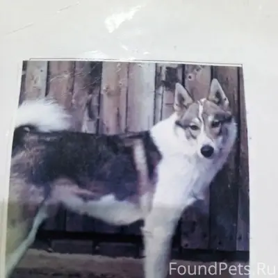 Пропал кобель Западно-Сибирской лайки, зато пос. Солнечный