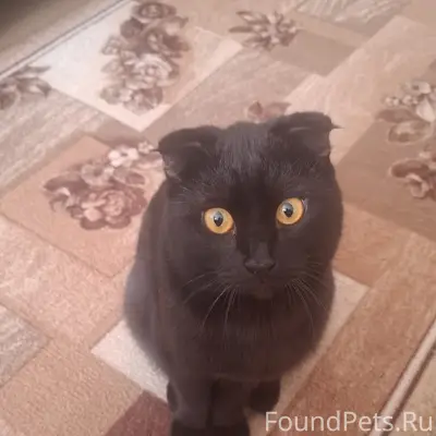 Пропал вислоухий кот чёрный, ул. Ленина