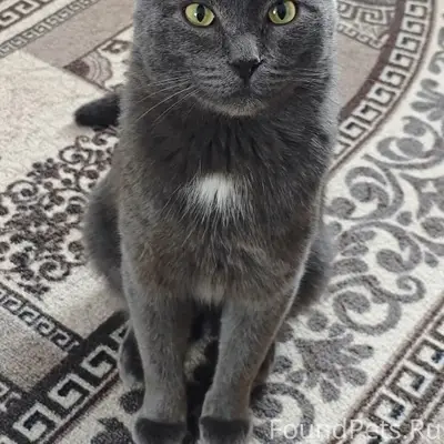 Пропал кот Буся