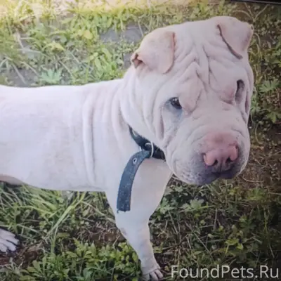 Пропал шарпей Ферит, белый окрас