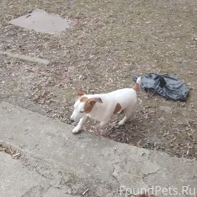 Найден пёс, остановка Электроаппаратура