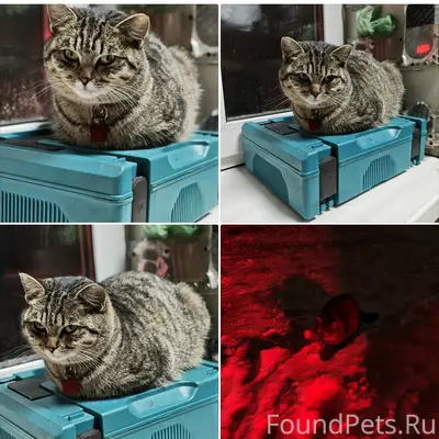 Пропала кошка Ася, Жигулёвск/Тольятти