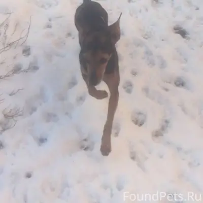 Пропал Микки, Парфентьево