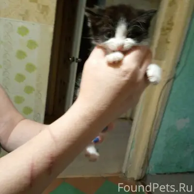 Найден котёнок, мальчик, около 2 месяцев