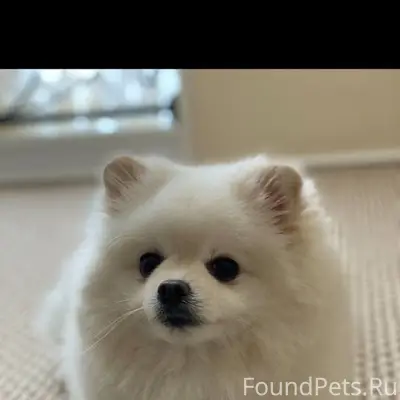 Пропал пёс Боня, Старгород