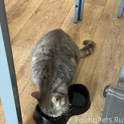 Найдена кошка, похожа на британку, Супонево-Антоновка