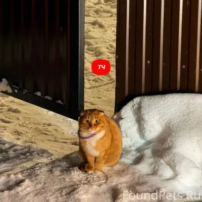 Пропал кот, Малково, ул. Российская