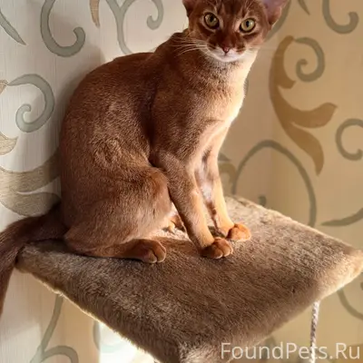 Пропала абиссинская кошка Бетти, Иваново