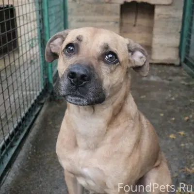 Найден пёс, Минск, Лошицкий парк