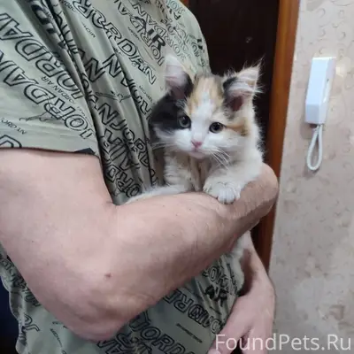 Найден котёнок, район магазина «Чижик»