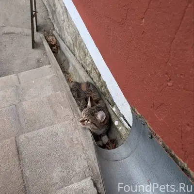 Найден кот или кошка на Яна фабрициуса 2/17