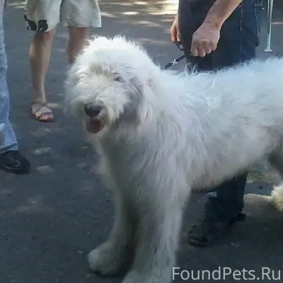 Пропал Урик (Южнорусская овчарка), Заречный