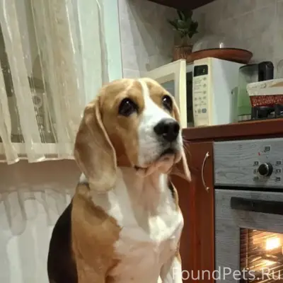 Пропала Бигль Тата, Частинский район