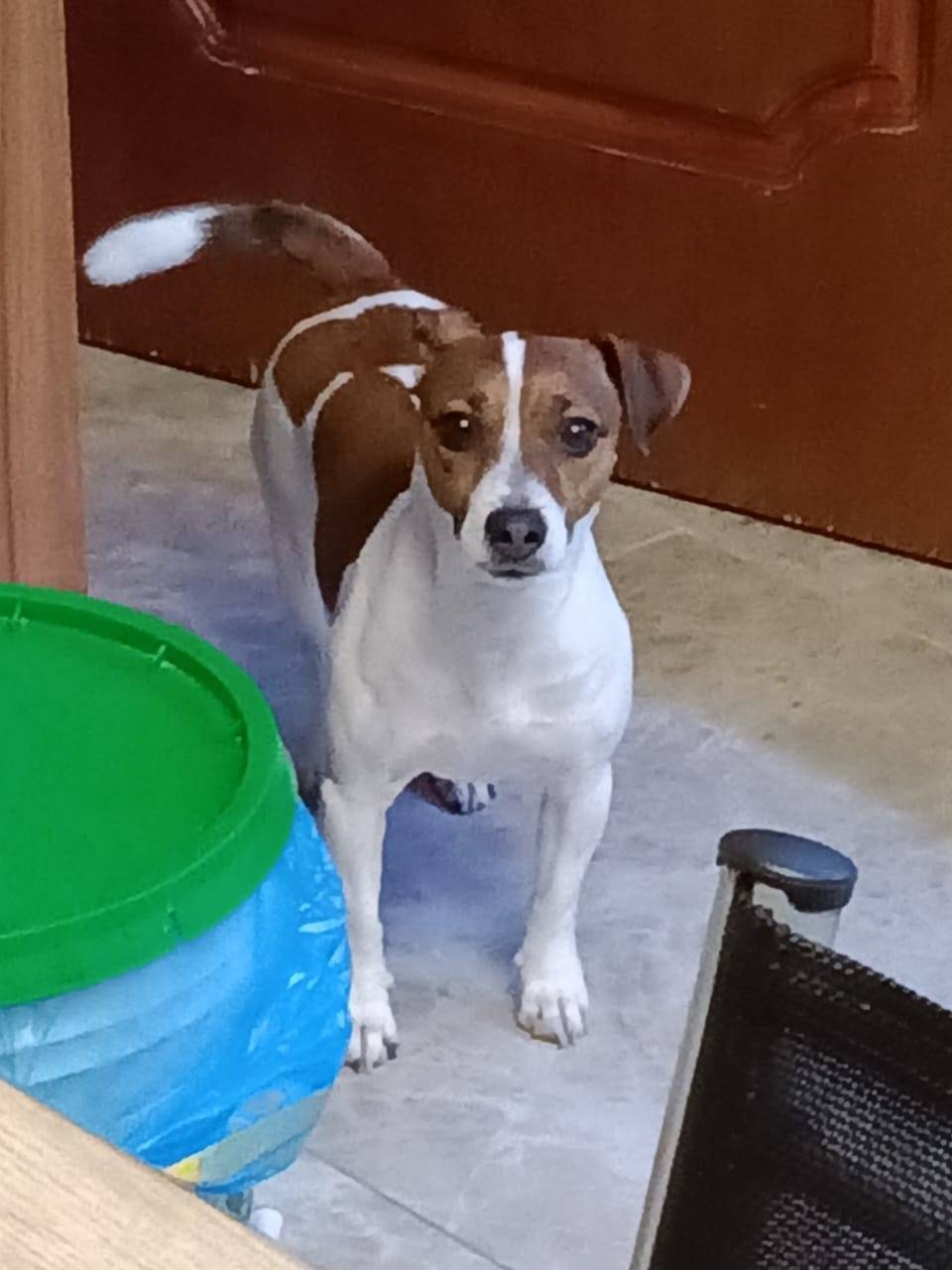 Пропала собака