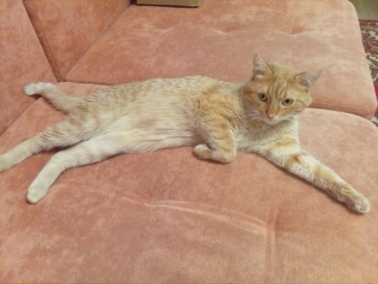 Пропал рыжий кот Рыжик, Зеленоград