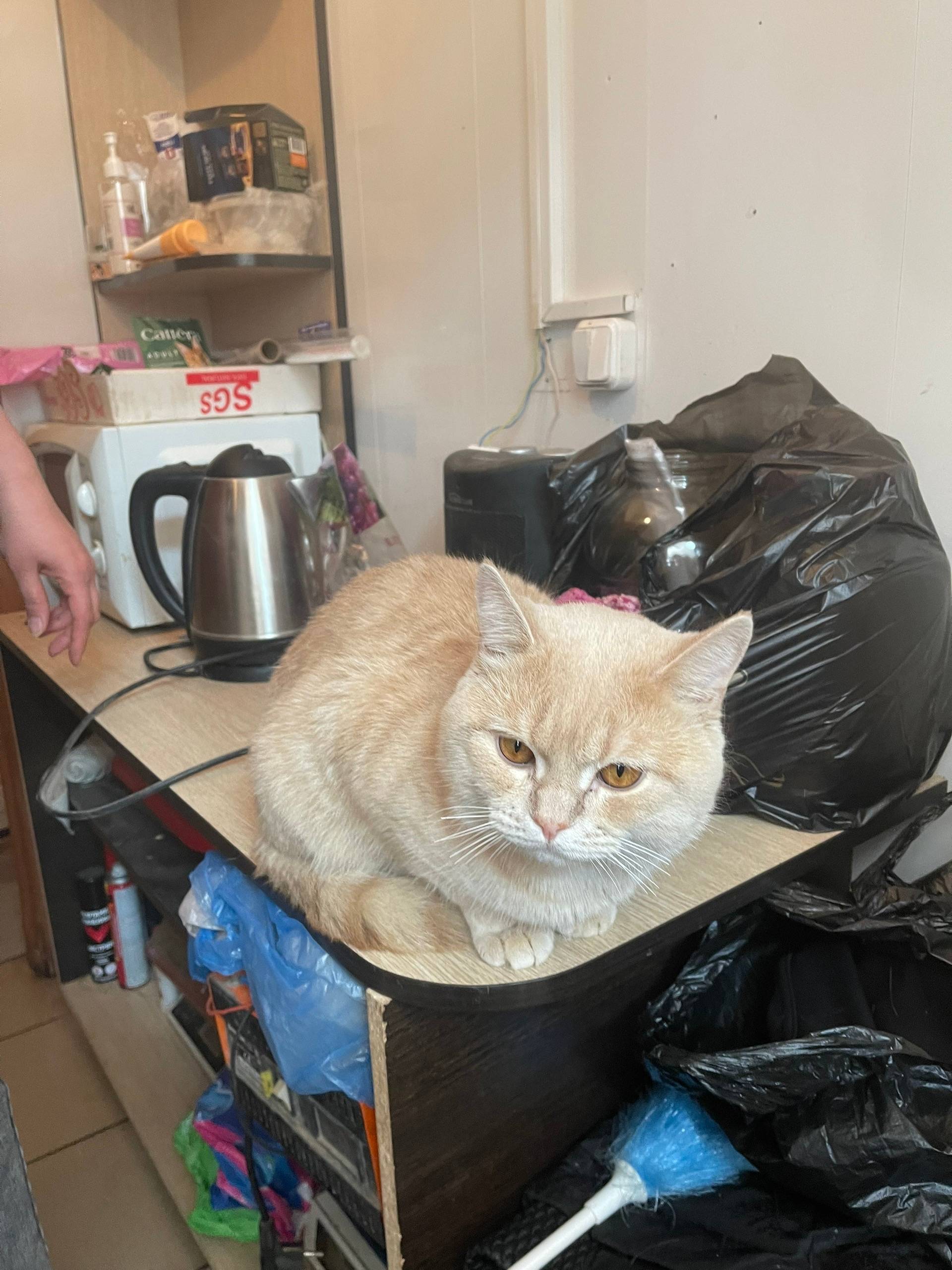 Найдена кошка, Волжский, улица Карбышева