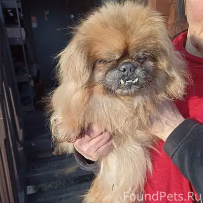 Найдена собака, Правда