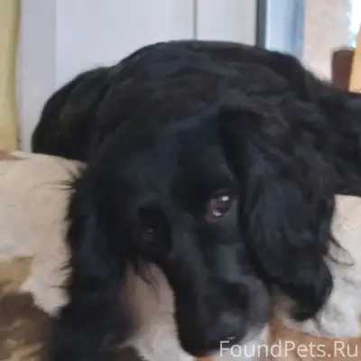 Пропал русский спаниэль Локи, 2-я Набережная