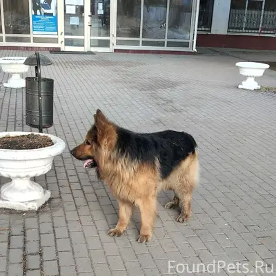 Пропал кобель-овчарка Гай, Советский район