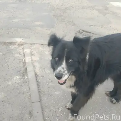 Пропала собака, улица Орджоникидзе