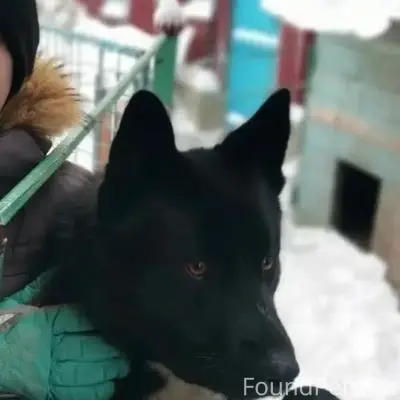 Пропал Арчик, чёрный с белой грудкой, район Дом Обороны