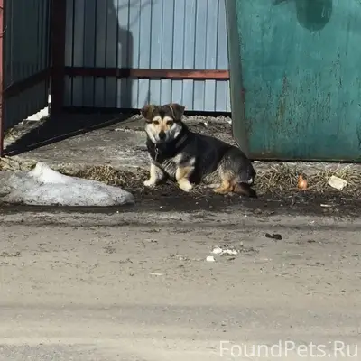 Пропала собака, ул. 1-я Лесная