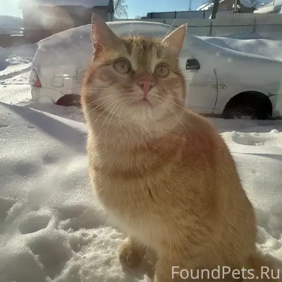 Пропал рыжий кот Феликс, около Дарьи