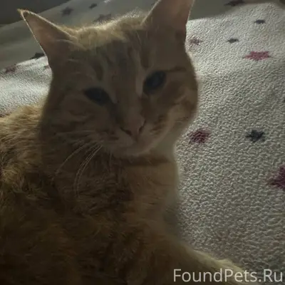 Пропал рыжий кот Феликс, около Дарьи