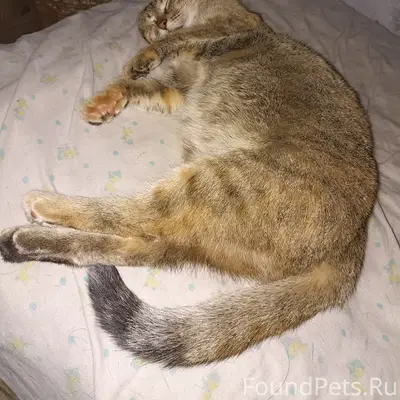 Пропала трёхшёрстная кошка, район ул. Белинского