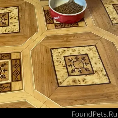 Пропала кошка Туся, деревня Устье