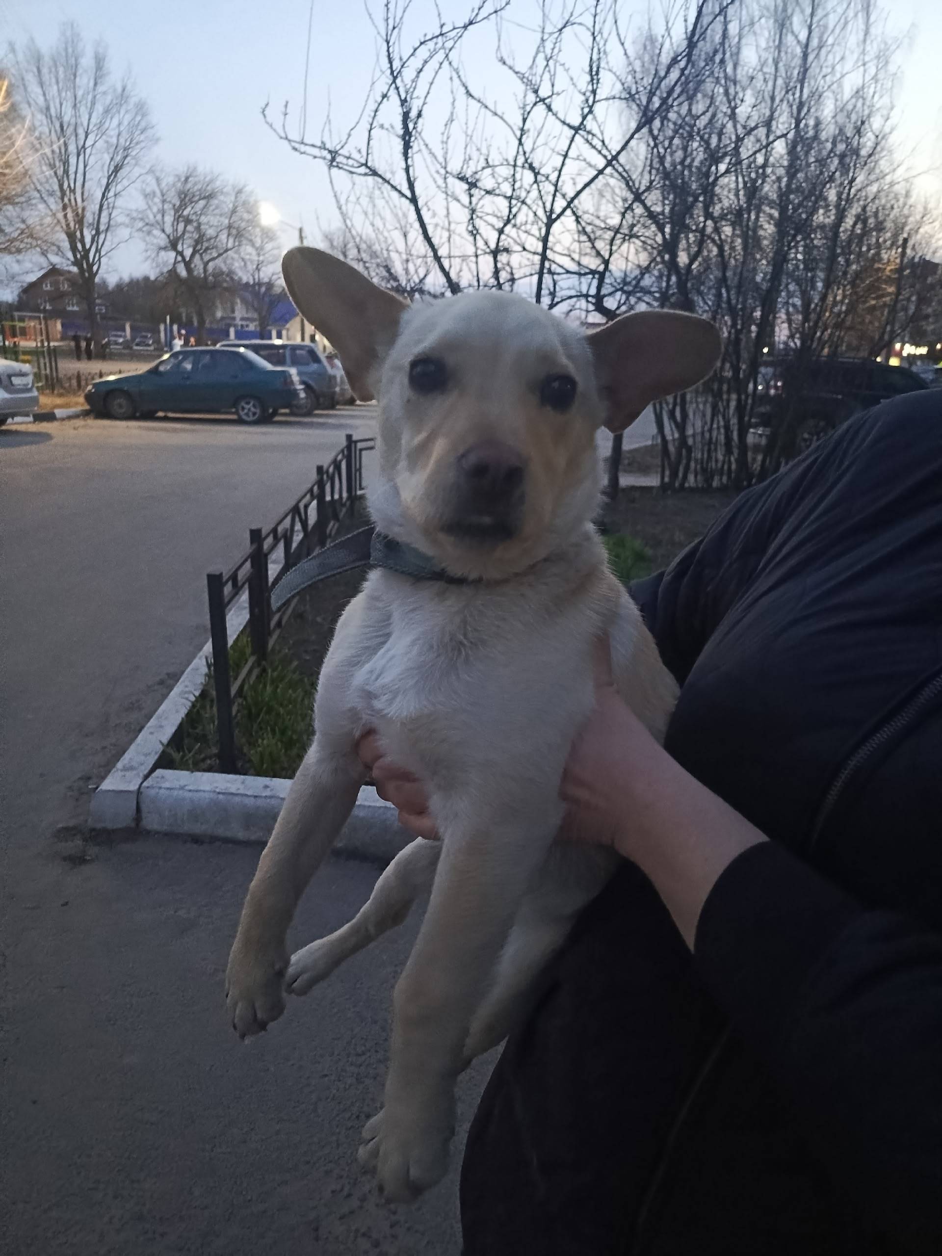 Пропал пёс, район ул. Совхозная