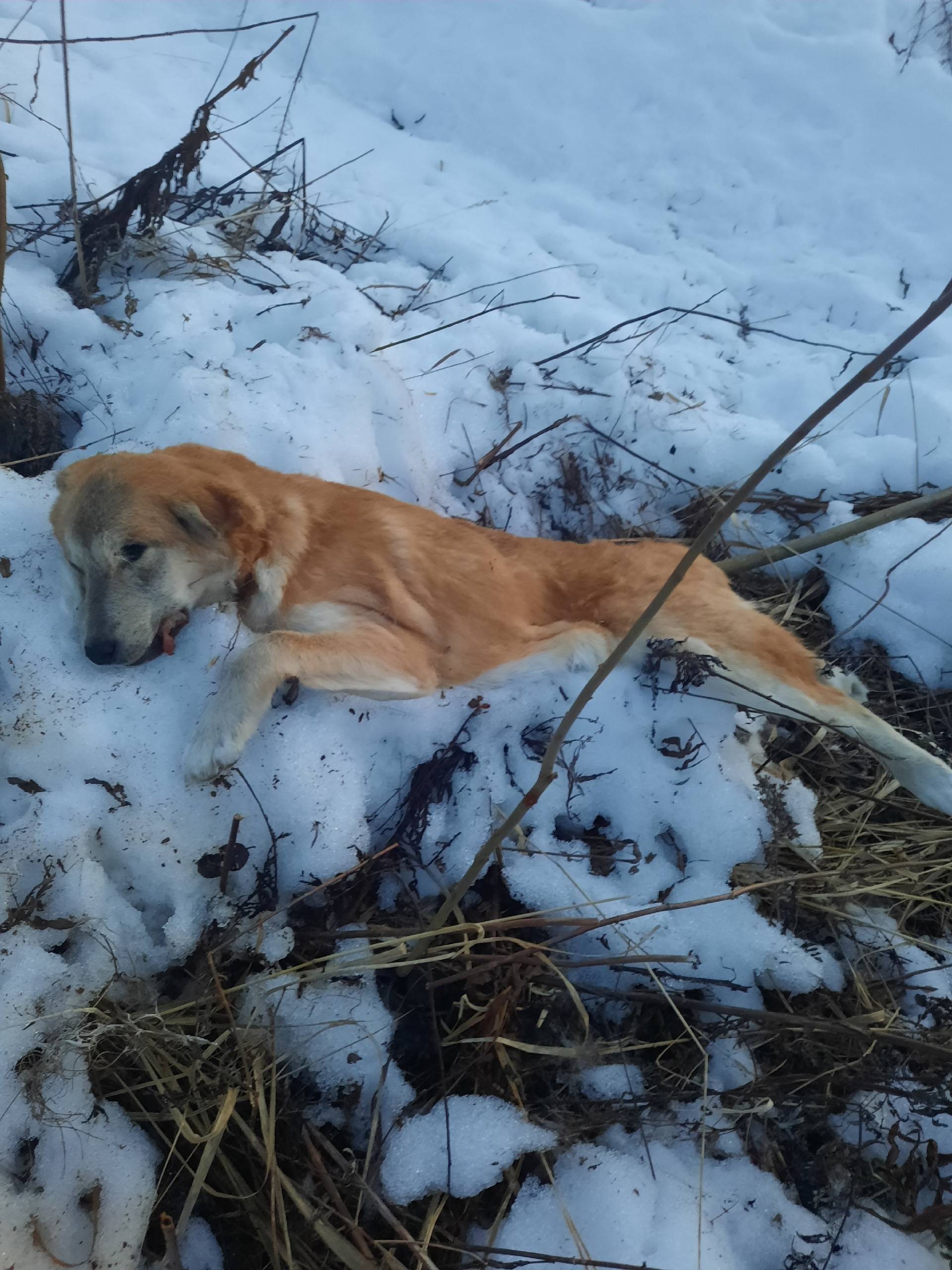 Найдена собака, конец посёлка