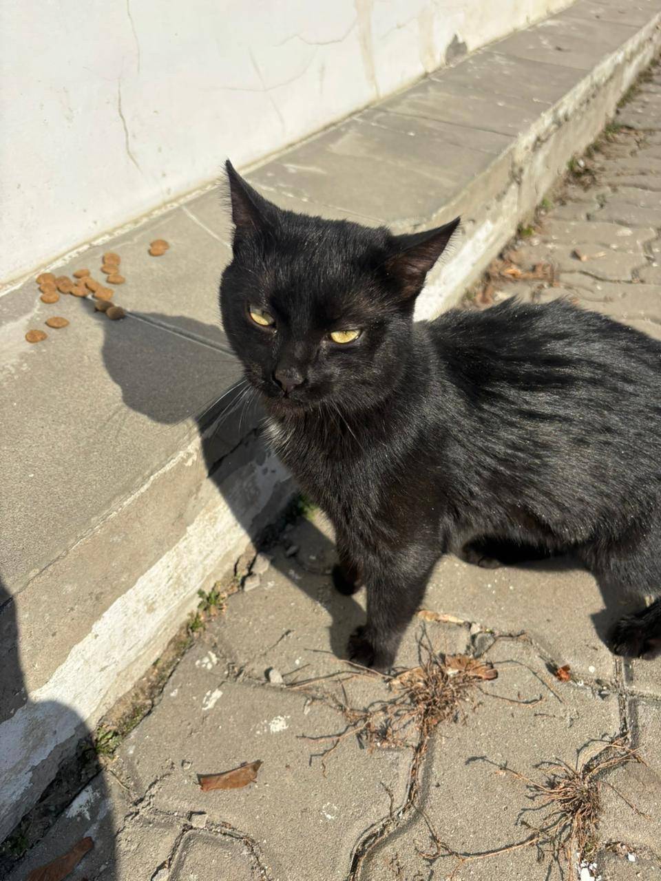Найден чёрный кот, район ТЦ «21 век»