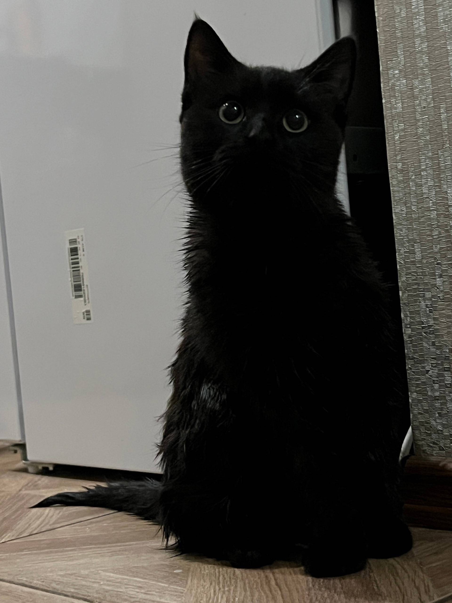 Найден котёнок, улица Белинского, Кукковка