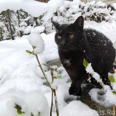 Пропал кот, район Южакова